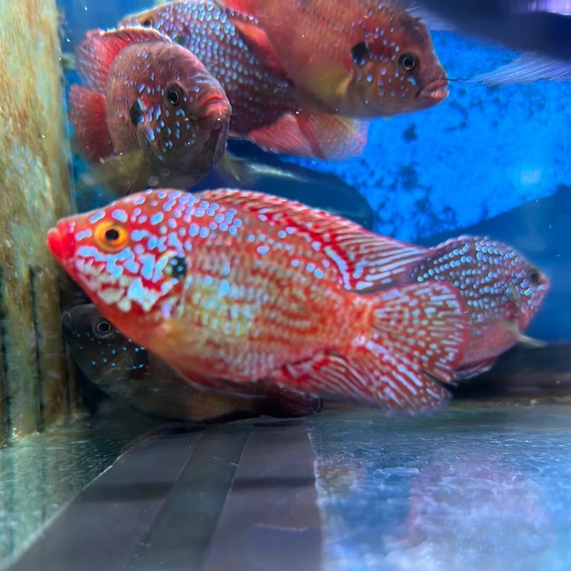 Top khoảnh khắc cá kim cương đỏ nổi bật trong bể