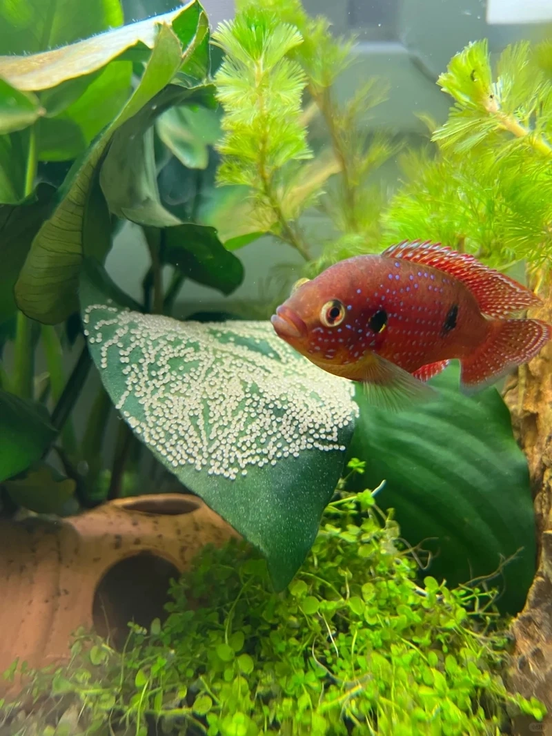 Mẹo cá kim cương đỏ chăm sóc cho người mới