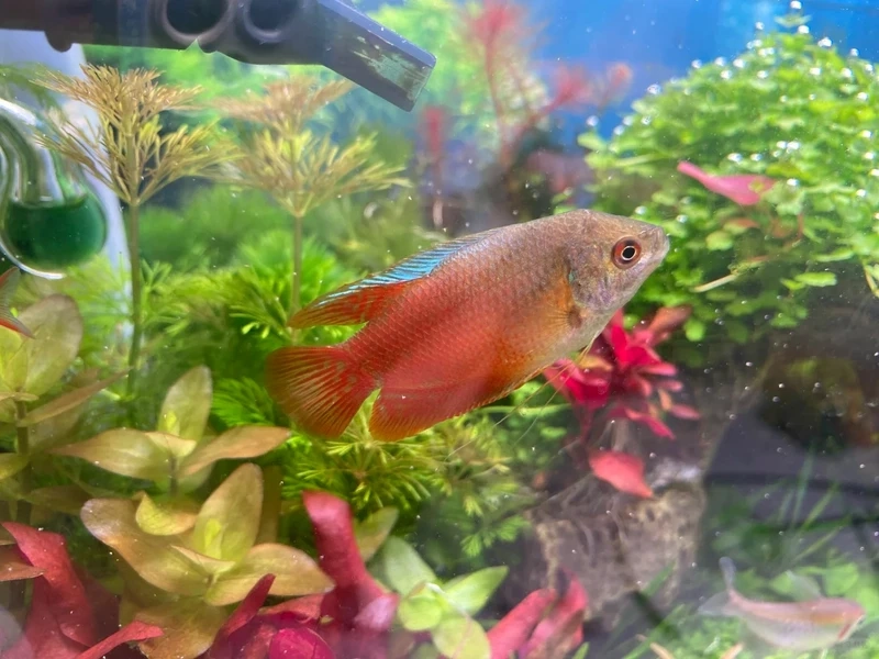 Gợi ý cá sặc gấm cho hồ nhỏ cực phù hợp