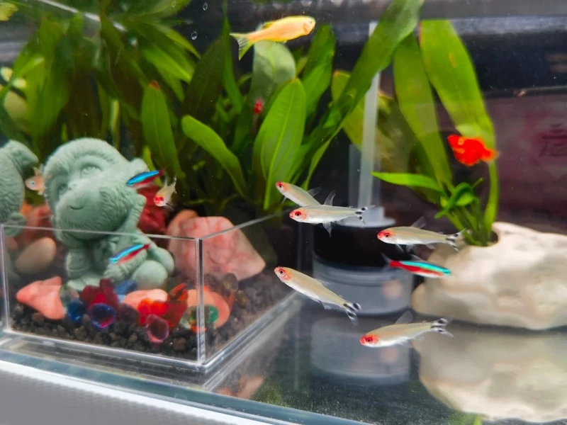 Ngắm cá sóc đầu đỏ đẹp nổi bật trong bể thủy sinh