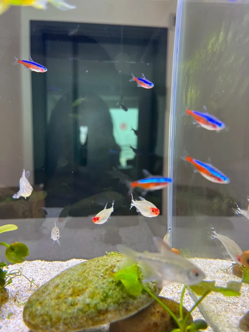 Khoảnh khắc cá sóc đầu đỏ bơi đàn siêu mãn nhãn