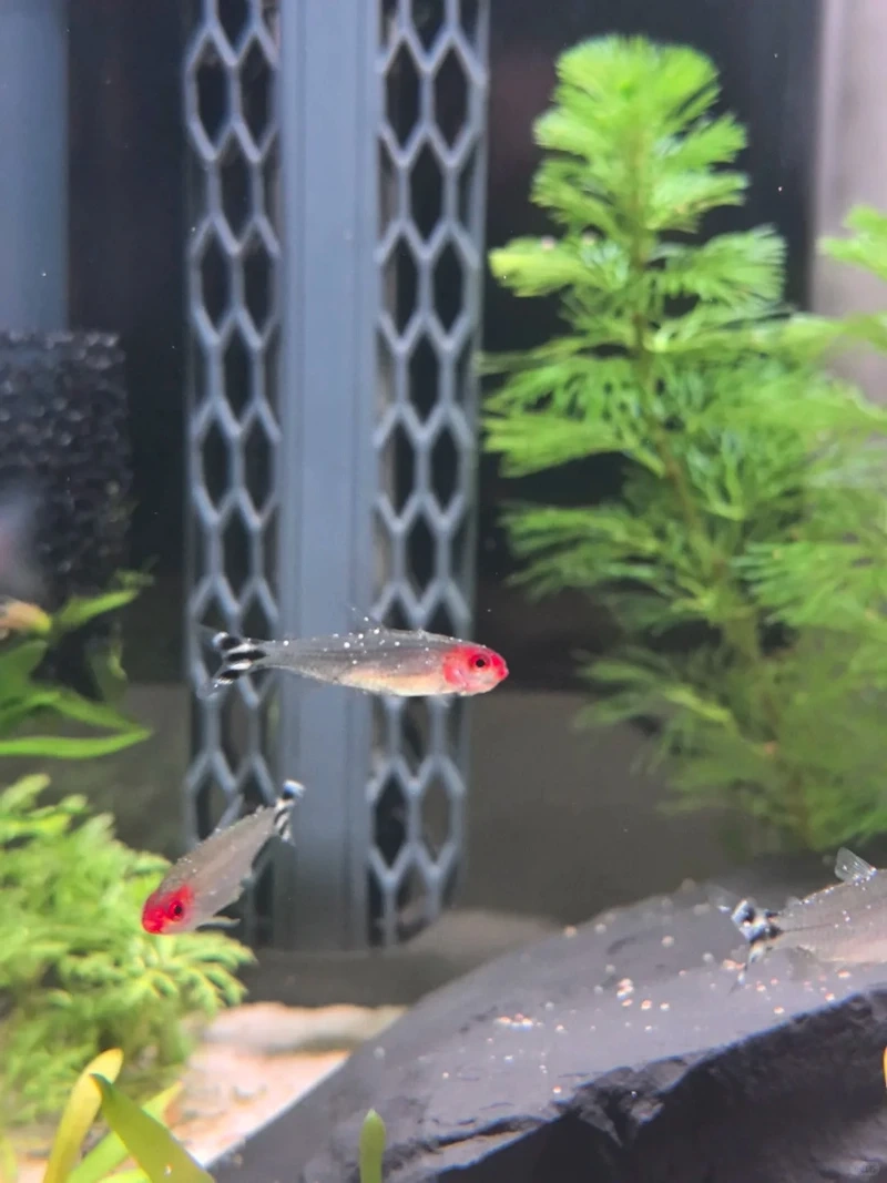 Check ngay cá sóc đầu đỏ neon màu sắc cực nổi bật