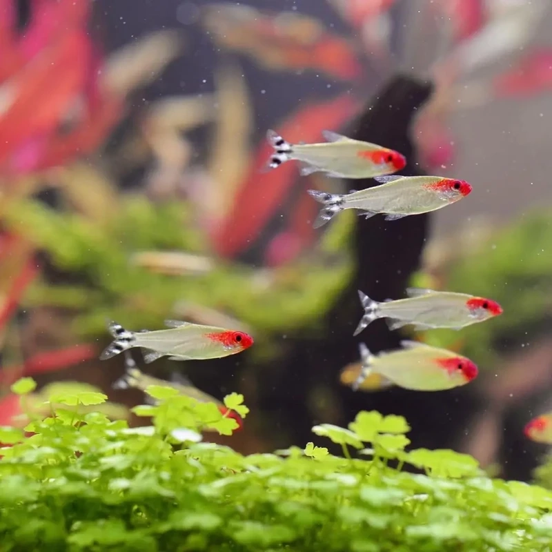 Tìm hiểu cá sóc đầu đỏ nước ngọt cho người mới chơi