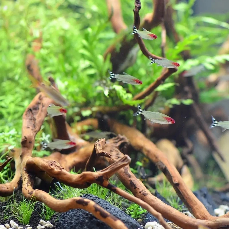 Mẫu cá sóc đầu đỏ size nhỏ phù hợp hồ mini