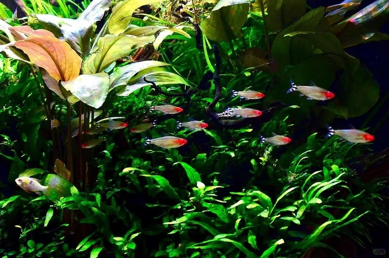 Gợi ý thả cá sóc đầu đỏ cho hồ thủy sinh xanh mát