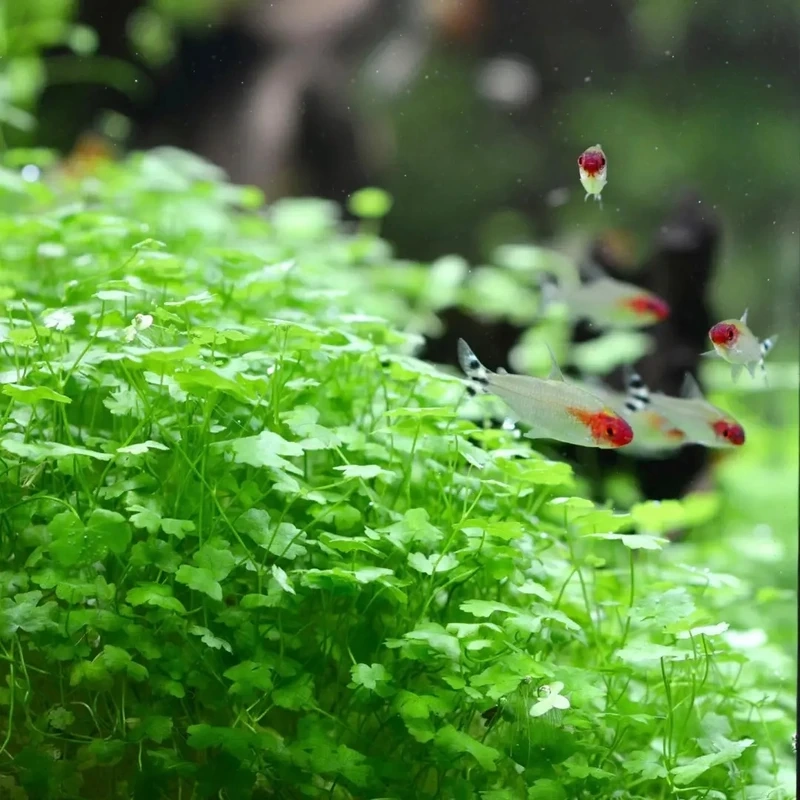 Chiêm ngưỡng cá sóc đầu đỏ ánh kim cực kỳ nổi bật