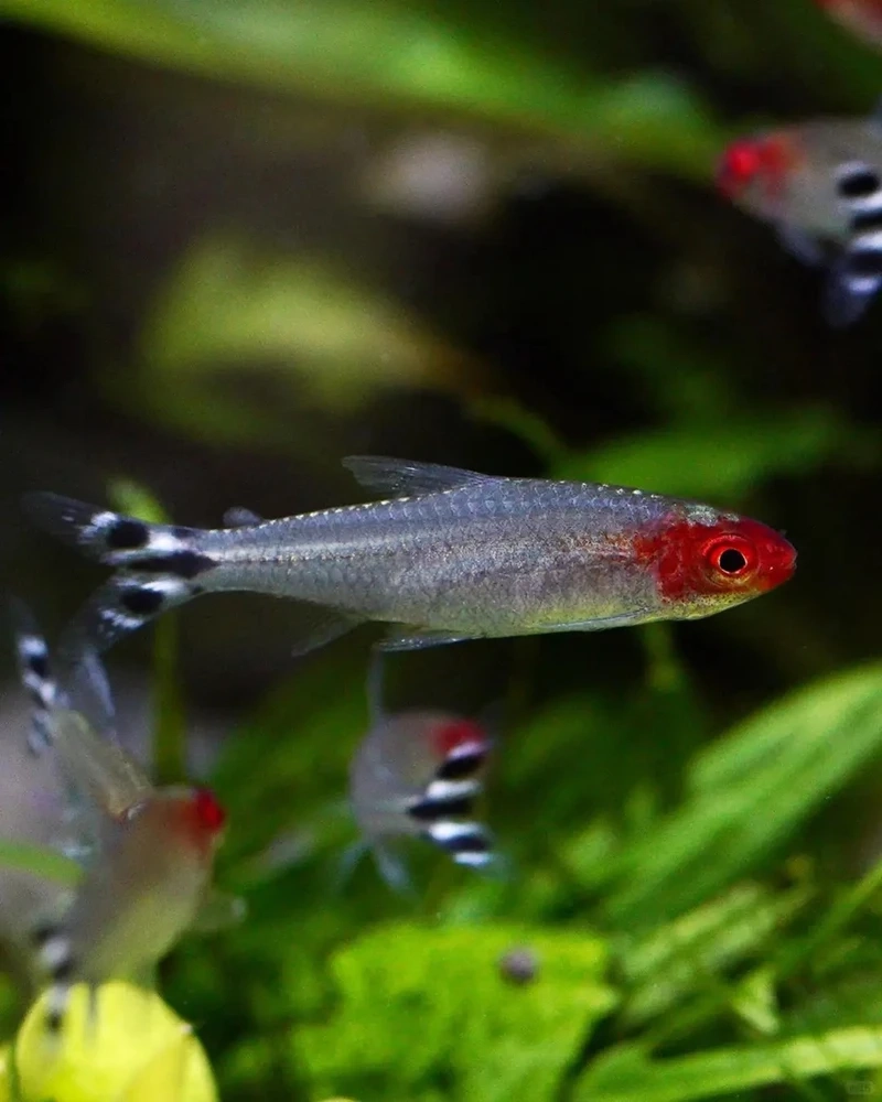 Tổng hợp cá sóc đầu đỏ thủy sinh đẹp được yêu thích