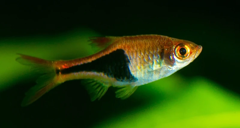 Gợi ý nuôi cá tam giác vàng size nhỏ cho hồ mini