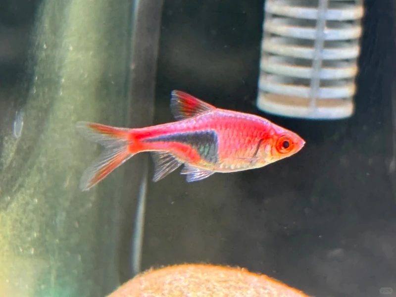 Chiêm ngưỡng cá tam giác vàng ánh kim cực bắt mắt