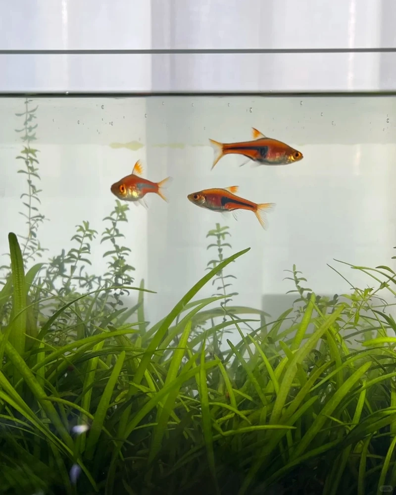 Ngắm cá tam giác vàng màu vàng cam siêu nổi bật