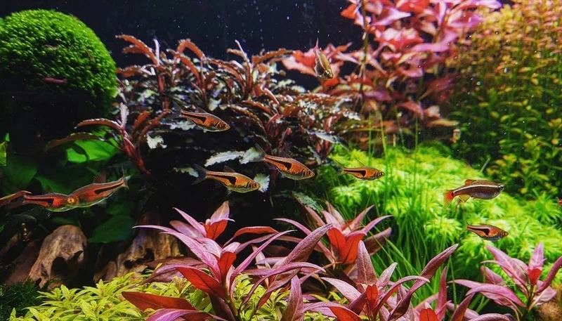 Hướng dẫn cá tam giác vàng setup hồ đúng chuẩn