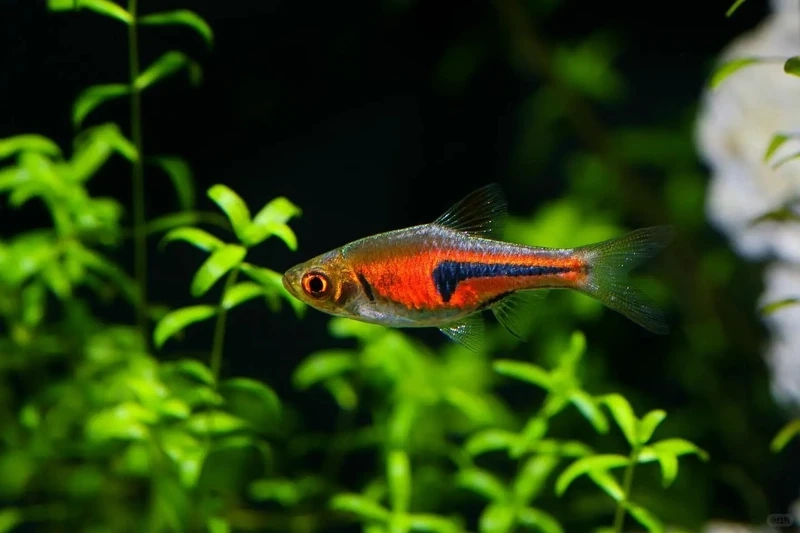 Mẹo cá tam giác vàng chăm sóc cho người mới