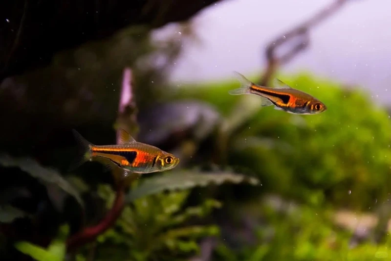 Gợi ý cá tam giác vàng mini cho bể nhỏ