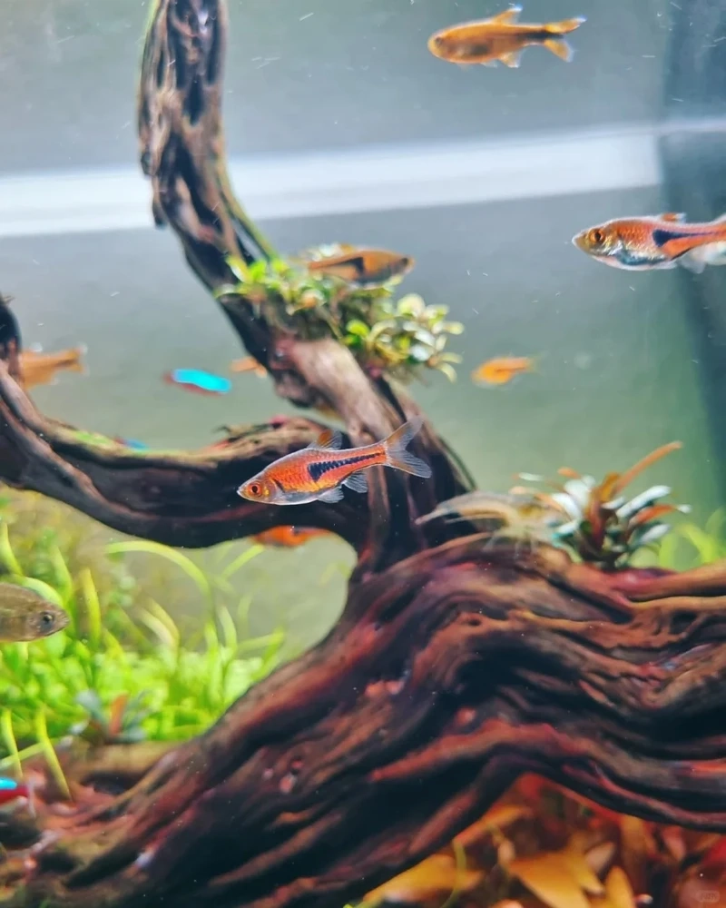 Top khoảnh khắc cá tam giác vàng nổi bật trong bể