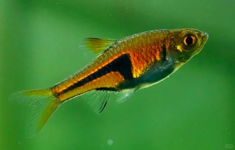 Ảnh đẹp cá tam giác vàng cảnh cho người chơi