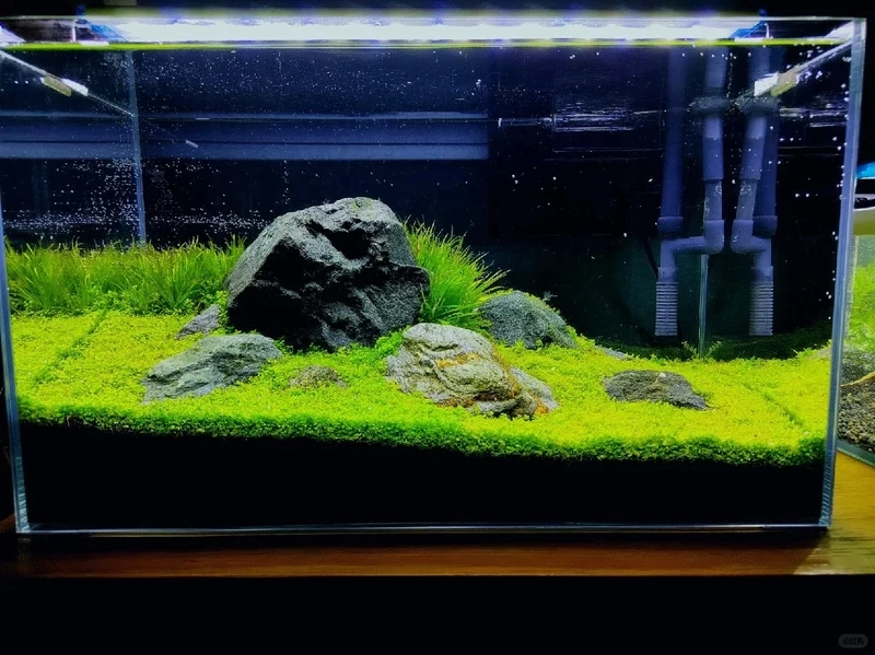 Ý tưởng decor bể thủy sinh đẹp hút mắt ngay từ cái nhìn đầu