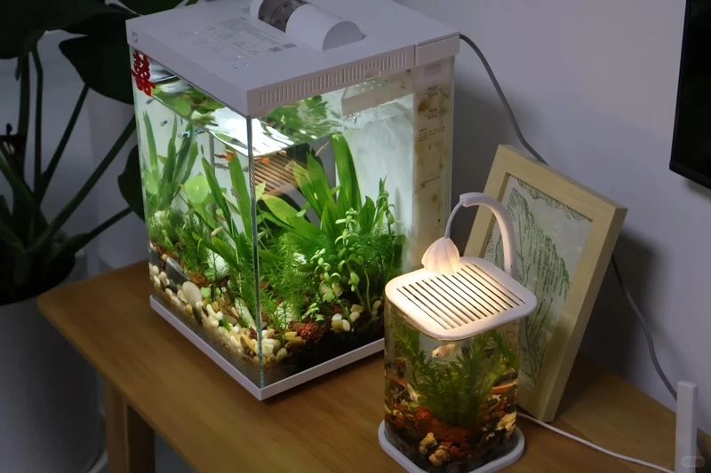Top mẫu decor bể thủy sinh mini cho không gian nhỏ