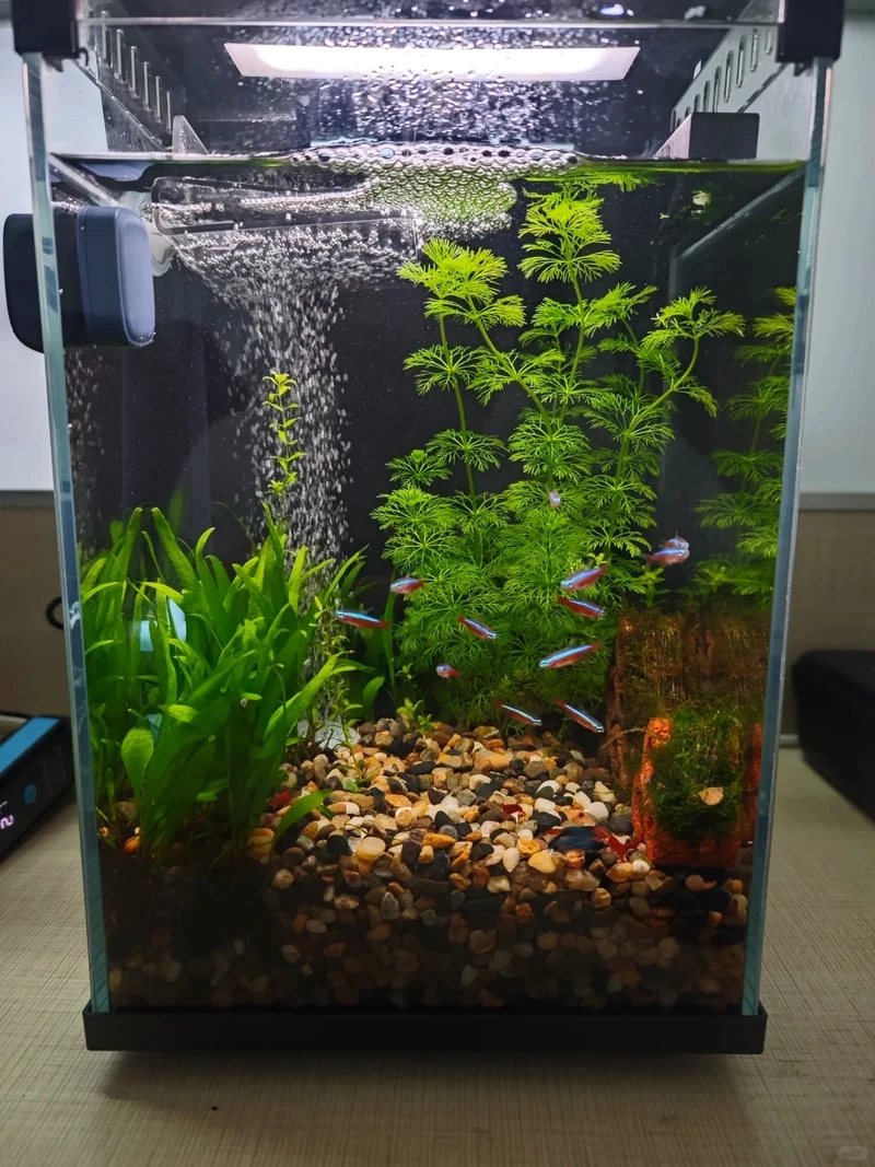 Bí quyết decor bể thủy sinh đá lũa cực có chiều sâu