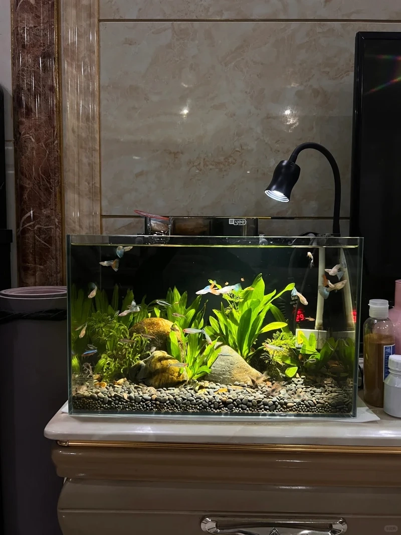 Mẫu decor bể thủy sinh moss mềm mại và tự nhiên