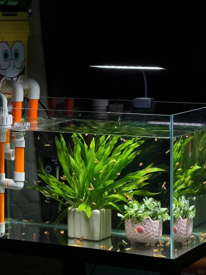 Xu hướng decor bể thủy sinh hiện đại cực tinh tế