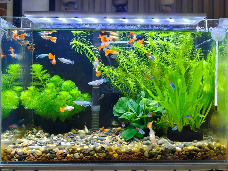 Gợi ý decor bể thủy sinh trong nhà thư giãn mỗi ngày