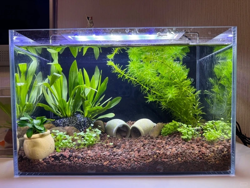 Phong cách decor bể thủy sinh phong cách nhật tinh gọn