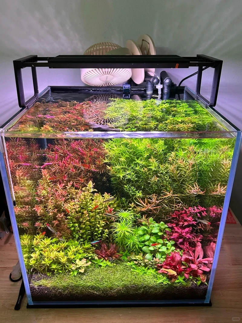 Mẫu hồ cá thủy sinh nhỏ trong nhà giúp không gian xanh hơn