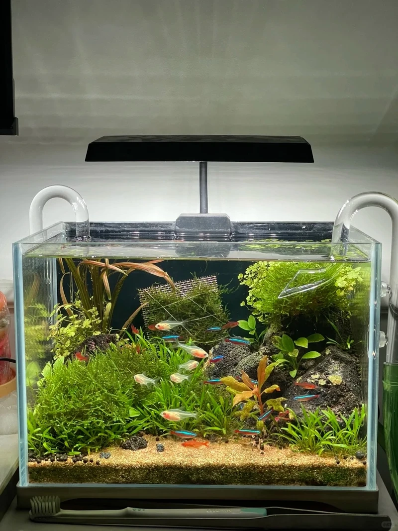 Ý tưởng hồ cá thủy sinh nhỏ nuôi tép trong veo cực cuốn hút