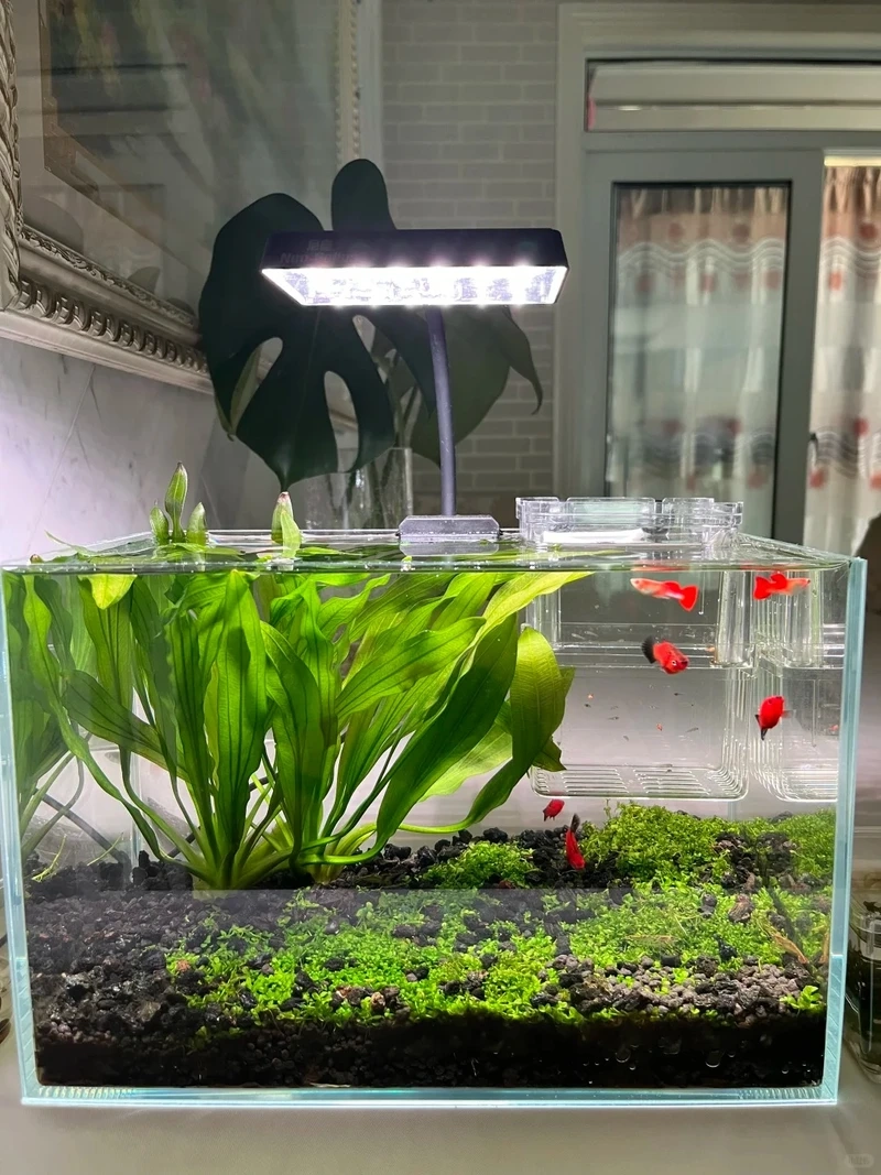 Thiết kế hồ cá thủy sinh nhỏ đơn giản mà vẫn nổi bật