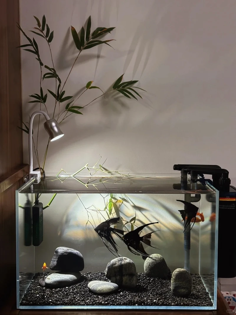 Gợi ý hồ thủy sinh đá cuội tự nhiên đẹp như góc suối rừng