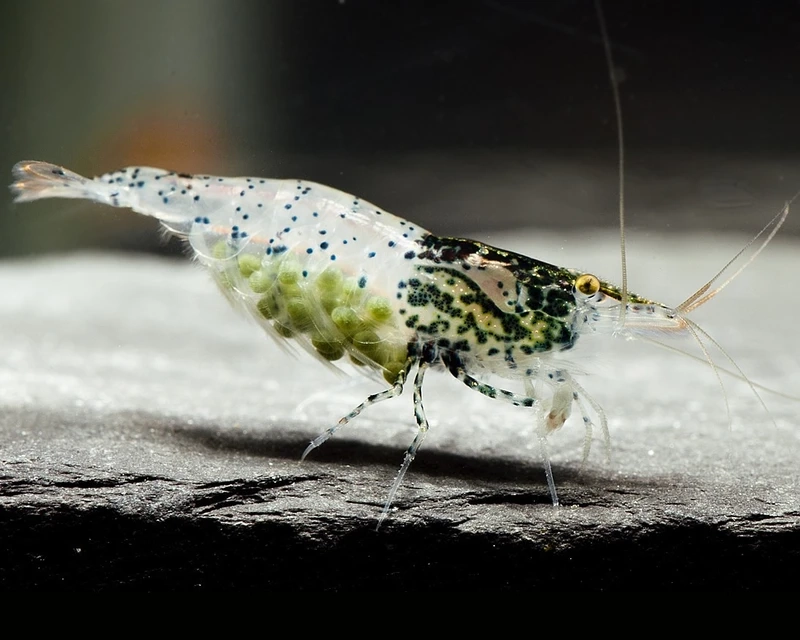 Gợi ý nuôi tép carbon rili nano cho hồ nhỏ