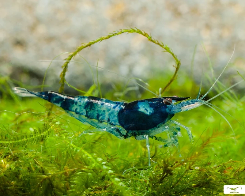 Top ảnh tép carbon rili macro siêu chi tiết