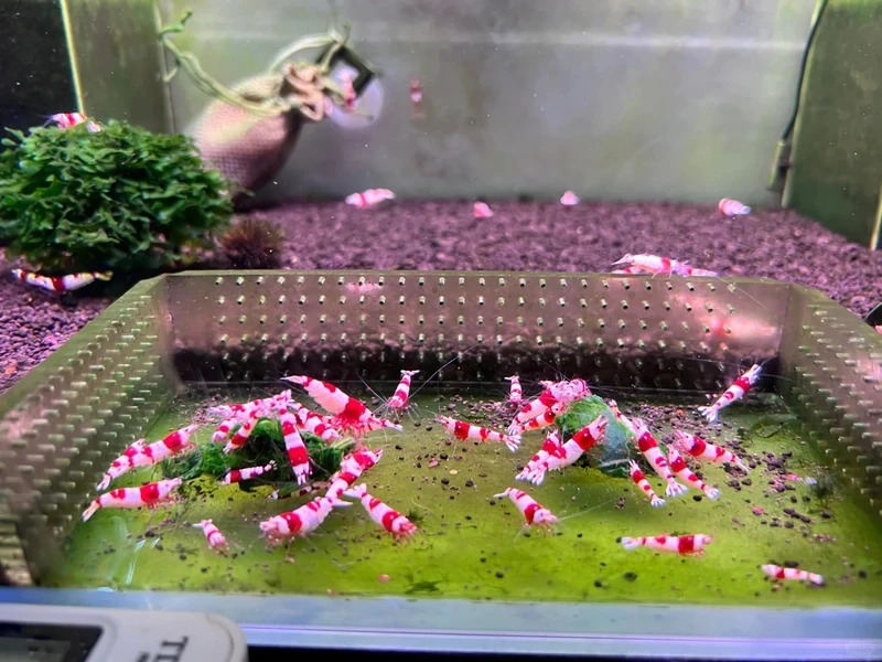 Top ảnh tép đỏ crystal trong bể cực hút mắt