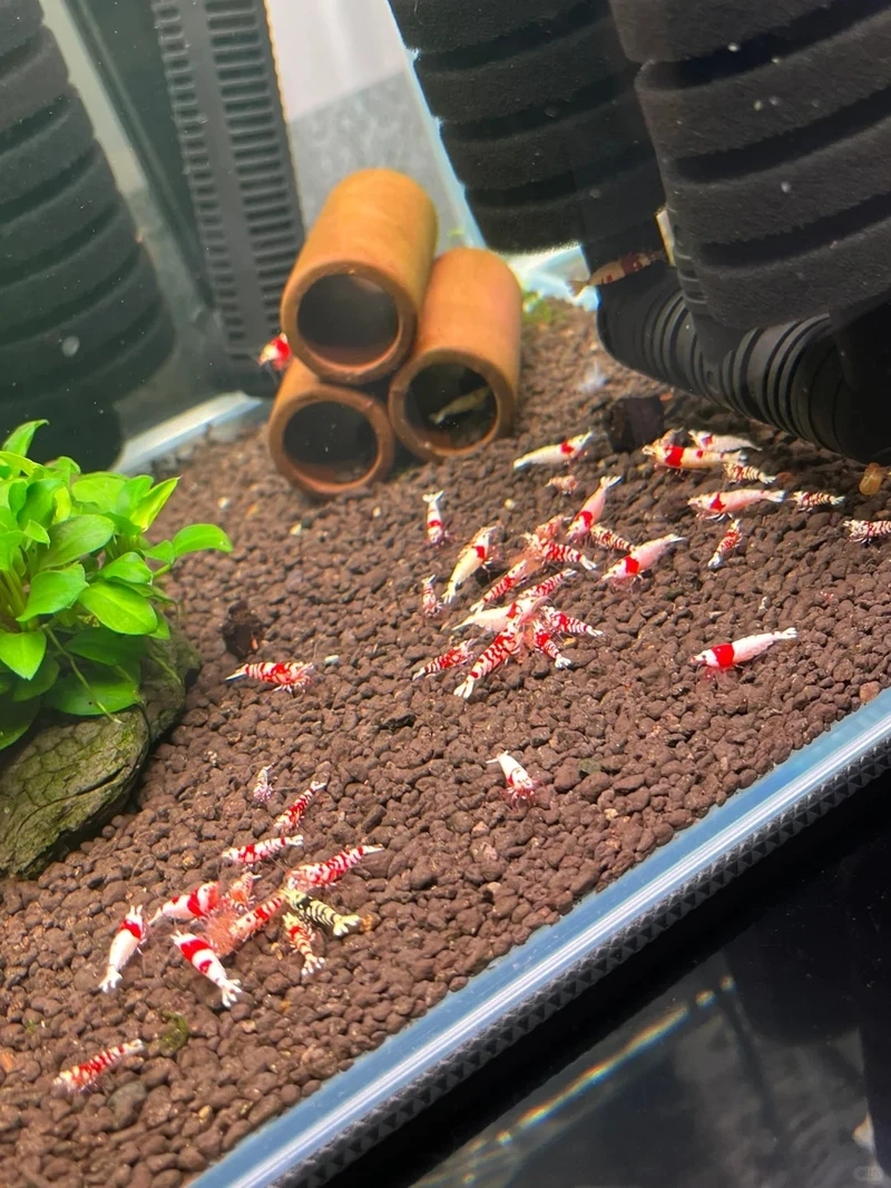 Vẻ đẹp của tép đỏ crystal nền sáng siêu nổi bật