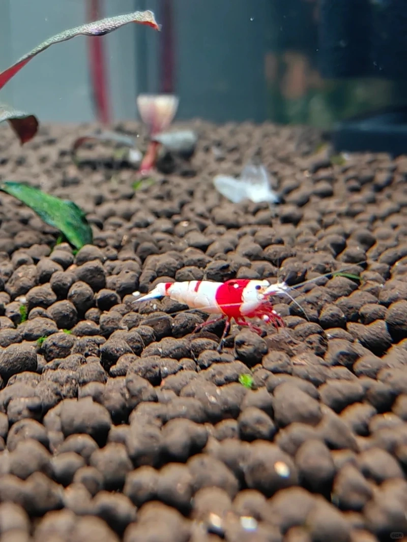 Lợi ích của tép đỏ crystal ăn rêu trong hồ