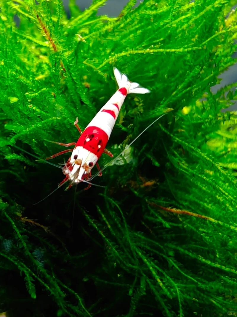 Ngắm tép đỏ crystal size nhỏ cực xinh