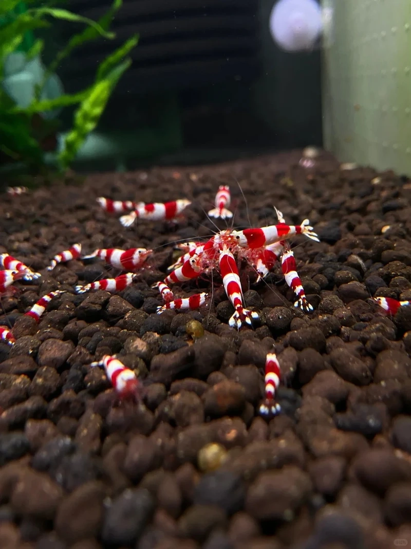 Khoảnh khắc tép đỏ crystal đàn bơi mãn nhãn