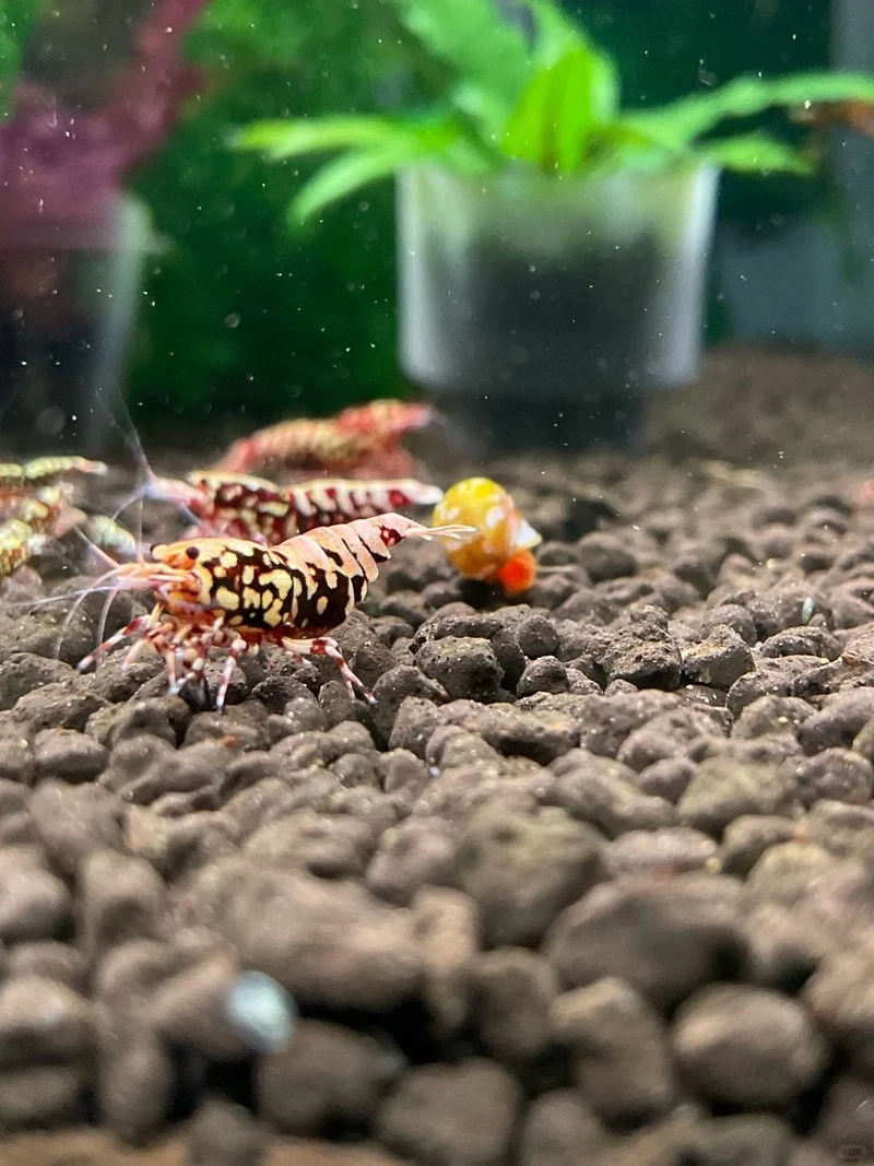 Tổng hợp hình ảnh tép đỏ crystal đẹp nhất