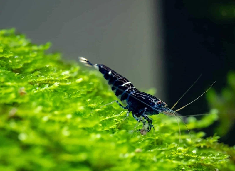 Vẻ đẹp tép king kong nền tối cực nổi bật