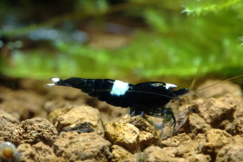 Bộ ảnh tép king kong cận cảnh siêu chi tiết