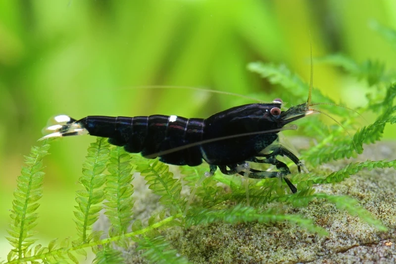 Lợi ích của tép king kong ăn rêu cho hồ