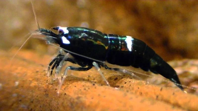 Ngắm tép king kong màu đậm cực kỳ ấn tượng