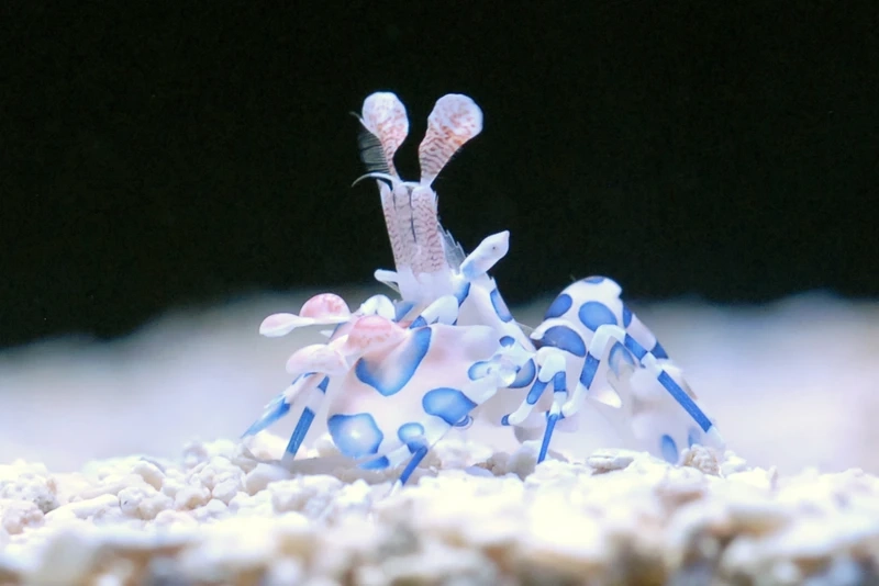 Kinh nghiệm nuôi tôm hề bể reef chuẩn kỹ thuật