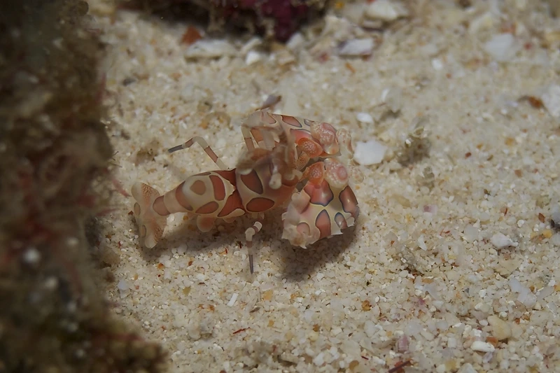 Tìm hiểu tập tính tôm hề ký sinh thú vị