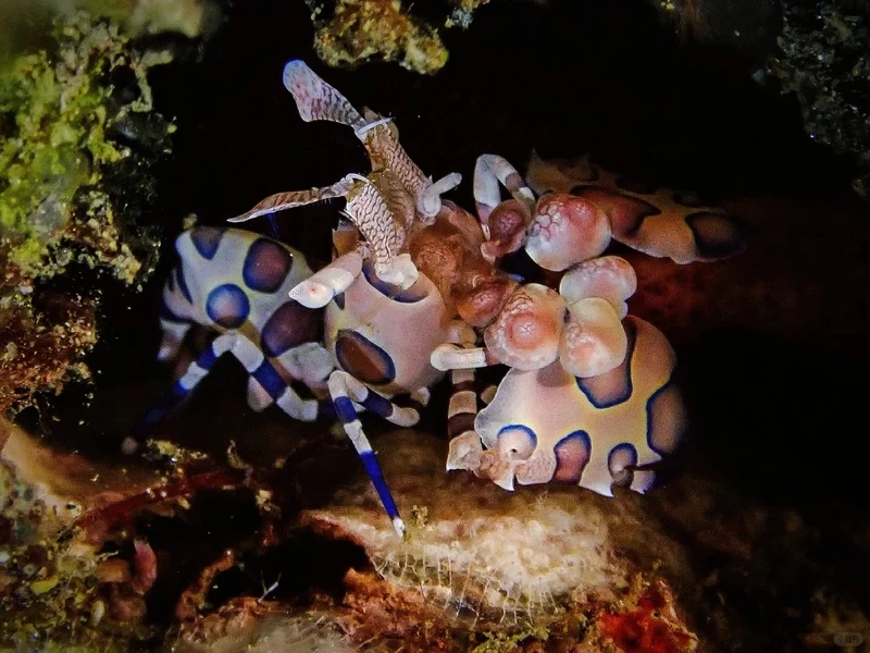 Ngắm tôm hề trong bể cá siêu sinh động