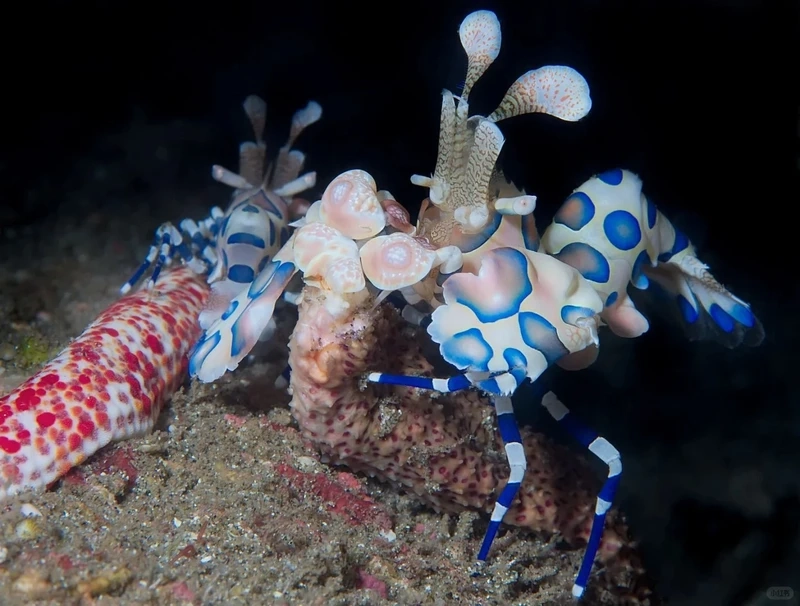 Bộ ảnh tôm hề macro siêu chi tiết