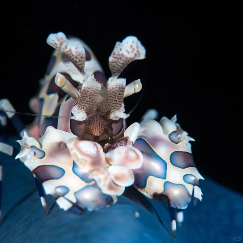 Top shot tôm hề cận cảnh cực sắc nét