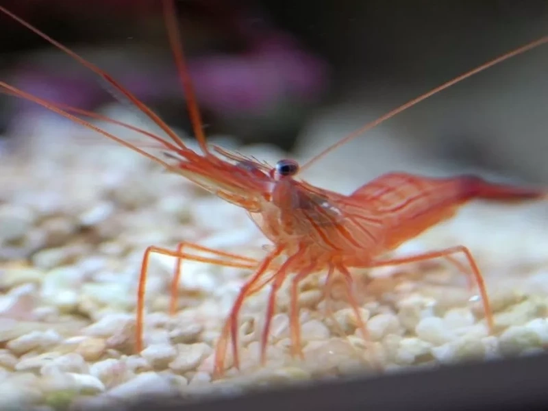 Khám phá tôm peppermint biển với màu sọc ấn tượng