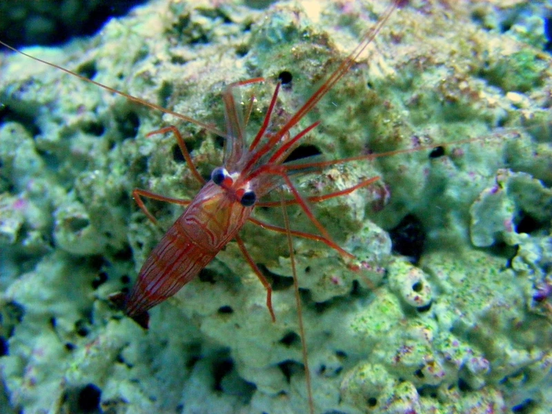 Vai trò tôm peppermint dọn bể cực hữu ích cho reef