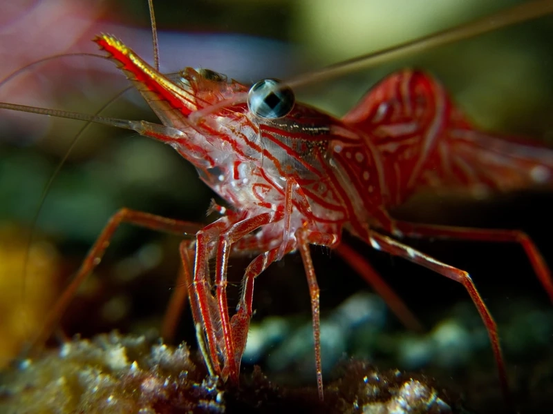 Gợi ý nuôi tôm peppermint size nhỏ cho bể mini